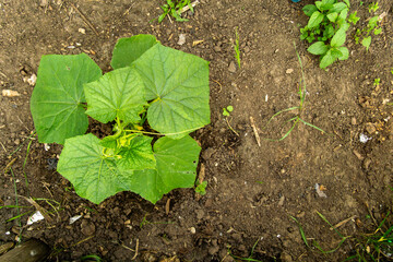 Green squash plant with broad leaves growing in rich soil, surrounded by small weeds, showcasing the beauty of nature and the gardening process in a vibrant environment
