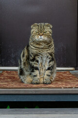 Striped tabby cat with a serious expression sitting on a decorative rug in front of a dark background, showcasing its unique features and personality