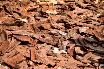 Close-up of pine bark mulch on the ground with sunlight. The rural scene. Nature concept. Eco background.