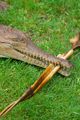 Saltwater and Freshwater Crocodiles. Powerful Apex Predators of Australia’s Daintree RainforesT , Cairns, Northern Territory