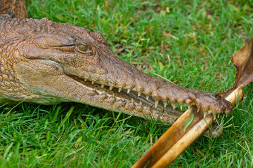 Obraz premium Saltwater and Freshwater Crocodiles. Powerful Apex Predators of Australia’s Daintree RainforesT , Cairns, Northern Territory