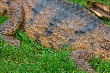 Saltwater and Freshwater Crocodiles. Powerful Apex Predators of Australia’s Daintree RainforesT , Cairns, Northern Territory