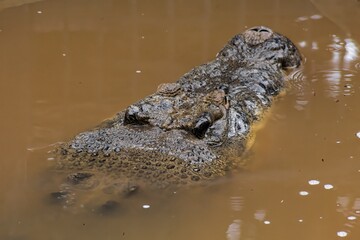 Saltwater and Freshwater Crocodiles. Powerful Apex Predators of Australia’s Daintree RainforesT , Cairns, Northern Territory