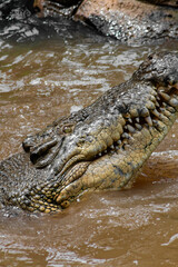 Saltwater and Freshwater Crocodiles. Powerful Apex Predators of Australia’s Daintree RainforesT , Cairns, Northern Territory