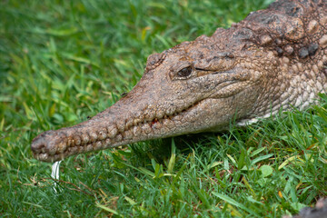 Saltwater and Freshwater Crocodiles. Powerful Apex Predators of Australia’s Daintree RainforesT , Cairns, Northern Territory