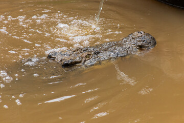 Obraz premium Saltwater and Freshwater Crocodiles. Powerful Apex Predators of Australia’s Daintree RainforesT , Cairns, Northern Territory