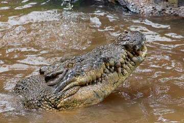 Saltwater and Freshwater Crocodiles. Powerful Apex Predators of Australia’s Daintree RainforesT , Cairns, Northern Territory