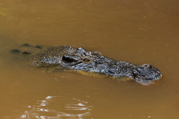 Saltwater and Freshwater Crocodiles. Powerful Apex Predators of Australia’s Daintree RainforesT , Cairns, Northern Territory