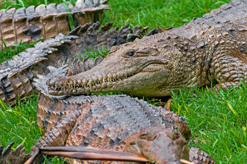 Saltwater and Freshwater Crocodiles. Powerful Apex Predators of Australia’s Daintree RainforesT , Cairns, Northern Territory