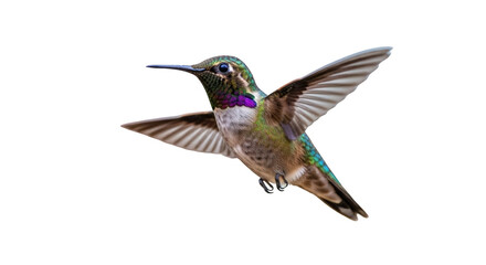An image of hummingbird in flight isolated on white.. The scene includes image, macro, blue, elegant, flight, nature, green, colorful,