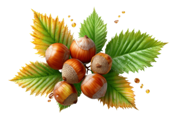 Harvesting hazelnuts forest nature photography autumn colors. Isolated on transparent background, png.