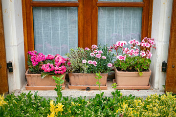 Fototapeta premium Charming Window with Flowering Plant Pots and Vibrant Blooms Outdoors