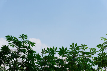 Lush Green Foliage Reaching for a Clear Blue Sky