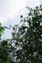 Lush Green Canopy Reaching for the Sky