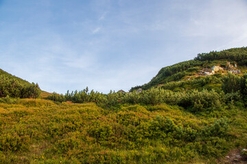 Obraz premium Morning sun over shrubs on green mountain slope in Zakopane, Poland. Pine shrubs and rocky slope under clear sky in the Tatra Mountains
