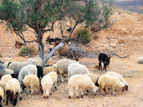 Grazing herd beneath olive trees in Matmata &mdash; goats, sheep and donkeys move through ochre soil under the arid sky. Rural rhythm in Tunisia&rsquo;s southern hills.