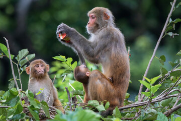 Fototapeta premium Rhesus Macaque or Rhesus Monkey in Swoyambhu Temple, Kathmandu, Nepal. Swoyambhunath temple is also known as Monkey Temple, it is called that because monkeys have been residing here for centuries.