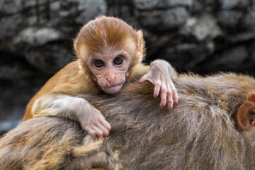 Rhesus Macaque or Rhesus Monkey in Swoyambhu Temple, Kathmandu, Nepal. Swoyambhunath temple is also known as Monkey Temple, it is called that because monkeys have been residing here for centuries.