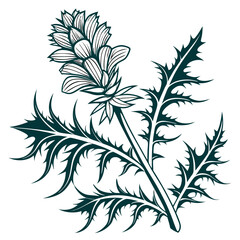vector black and white acanthus ilicifolius