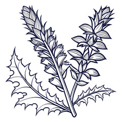 black and white acanthus ilicifolius