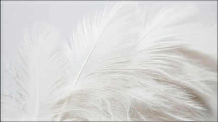 Obraz premium Close-up of pristine white bird feathers arranged in elegant patterns with soft focused light. Suitable for luxury product packaging, wedding invitations, or artistic representations of fragility 