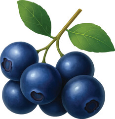 Ripe huckleberry fruits