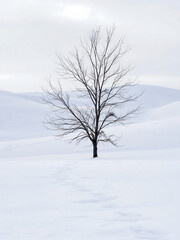 Fototapeta premium Lone Bare Tree in Snowy Winter Landscape with Footprints