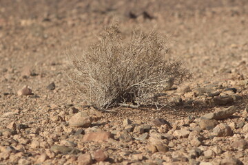 Dried desert plant in morocco