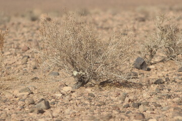 Dried desert plant in morocco
