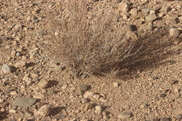 Dried desert plant in morocco