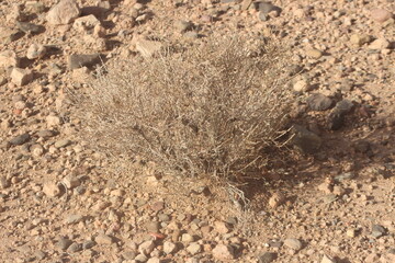 Dried desert plant in morocco