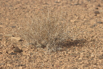 Dried desert plant in morocco