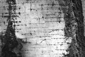 pattern of birch bark with black stripes