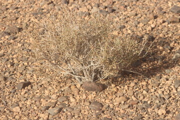 Dried desert plant in morocco