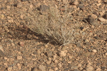 Dried desert plant in morocco