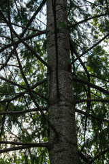 An upward-looking view of a tall spruce tree trunk surrounded by dark, radiating branches and dense green needles. The shot captures the geometric structure of the branches as they stretch outward