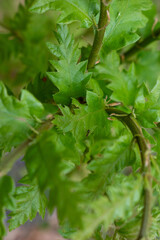 Detailed close-up of green hawthorn leaves with an ant visible on one of the leaf surfaces. The sharp, serrated edges and lobed structure of the foliage are clearly visible