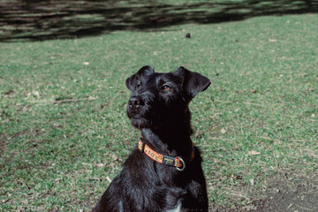 A black dog with a wiry coat sits attentively in a sunlit park, its eyes focused on something in the distance. The dog wears a vibrant orange collar with cartoon bone designs