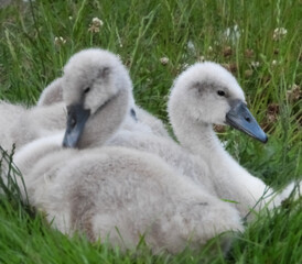 Fototapeta premium Cygnets resting