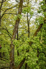 Oak trees covered in moss and bright green spring leaves dominate a vibrant woodland scene, with forest cabins subtly visible behind.