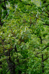 Fresh oak branches with serrated leaves and budding catkins fill a forest scene, capturing the richness of spring growth.