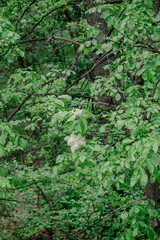 Delicate white flowers bloom on leafy branches in a lush forest, showcasing spring growth and vibrant natural textures.