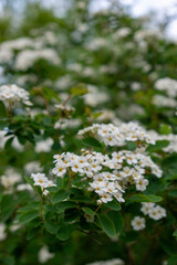 Clusters of small white spirea flowers with yellow centers bloom on a lush green shrub, captured in a natural garden setting. 