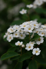 A close-up view of white spirea blossoms with delicate petals and yellow centers, surrounded by rich green leaves. The soft background blur highlights the fine details and natural beauty of the spring
