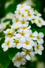 Macro shot of delicate white spirea flowers with vibrant yellow centers, captured in sharp detail against a softly blurred green background. 