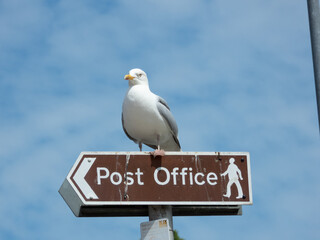 This way to the Post Office! Seagull on a post