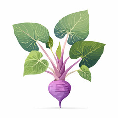 Obraz premium Vibrant purple turnip root vegetable with large green leaves and purple stems on a white background illustration
