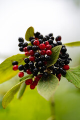 Rieulay, France le 31 juillet 2025 : Fruits présents sur les abords du lac du terril des Argales à Rieulay, village situé en région Hauts de France