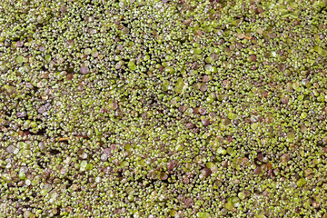 Common duckweed (Lemna minor). texture. top view. background