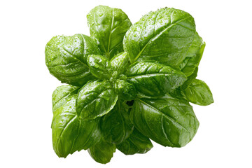 Basil plant growth in nature fresh green leaves close-up view. Isolated on transparent background, png.
